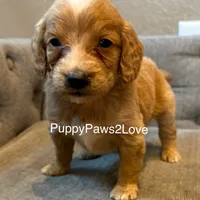 Teddy, a male Poodle - Toy  and Miniature Goldendoodle for sale in Sibley, IA – Photo 3 of 4