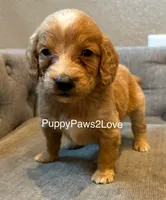 Teddy, a male Poodle - Toy  and Miniature Goldendoodle for sale in Sibley, IA – Photo 3 of 4