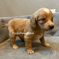 Teddy, a male Poodle - Toy  and Miniature Goldendoodle for sale in Sibley, IA – Photo 2 of 4