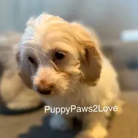 Alani, a female Bichon Frise and Cockapoo for sale in Sibley, IA – Photo 4 of 5