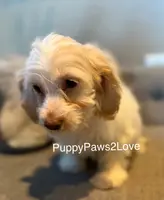 processed/241f5dfd-2e75-4da9-86ef-3ec18df21a82/listing/dd32e4ac-1b41-4b5f-8547-e97eac1472e9/29af1fc0-639a-428a-b669-bf46fe8b904e