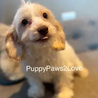 Alani, a female Bichon Frise and Cockapoo for sale in Sibley, IA – Photo 1 of 5