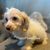 Alani, a female Bichon Frise and Cockapoo for sale in Sibley, IA – Photo 5 of 5