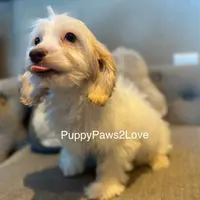 Alani, a female Bichon Frise and Cockapoo for sale in Sibley, IA – Photo 3 of 5
