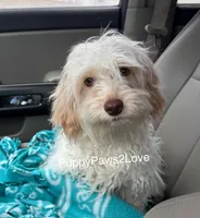 Alani, a female Bichon Frise and Cockapoo for sale in Sibley, IA – 1 of 9
