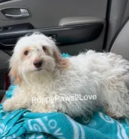 Alani, a female Bichon Frise and Cockapoo for sale in Sibley, IA – 4 of 9