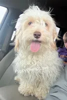 Alani, a female Bichon Frise and Cockapoo for sale in Sibley, IA – 3 of 9