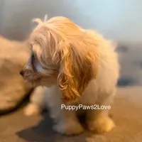 Alani, a female Bichon Frise and Cockapoo for sale in Sibley, IA – Photo 2 of 5