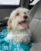 Alani, a female Bichon Frise and Cockapoo for sale in Sibley, IA – 2 of 9