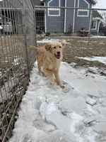 Chase, a male Golden Retriever for sale in Sibley, IA – Photo 4 of 4