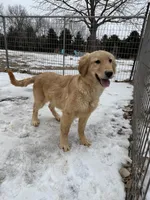 Chase, a male Golden Retriever for sale in Sibley, IA – Photo 2 of 4
