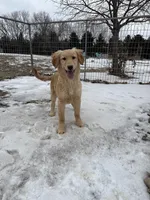 Chase, a male Golden Retriever for sale in Sibley, IA – Photo 1 of 4
