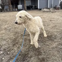 Jasper, a female Goldendoodle for sale in Sibley, IA – Photo 4 of 4