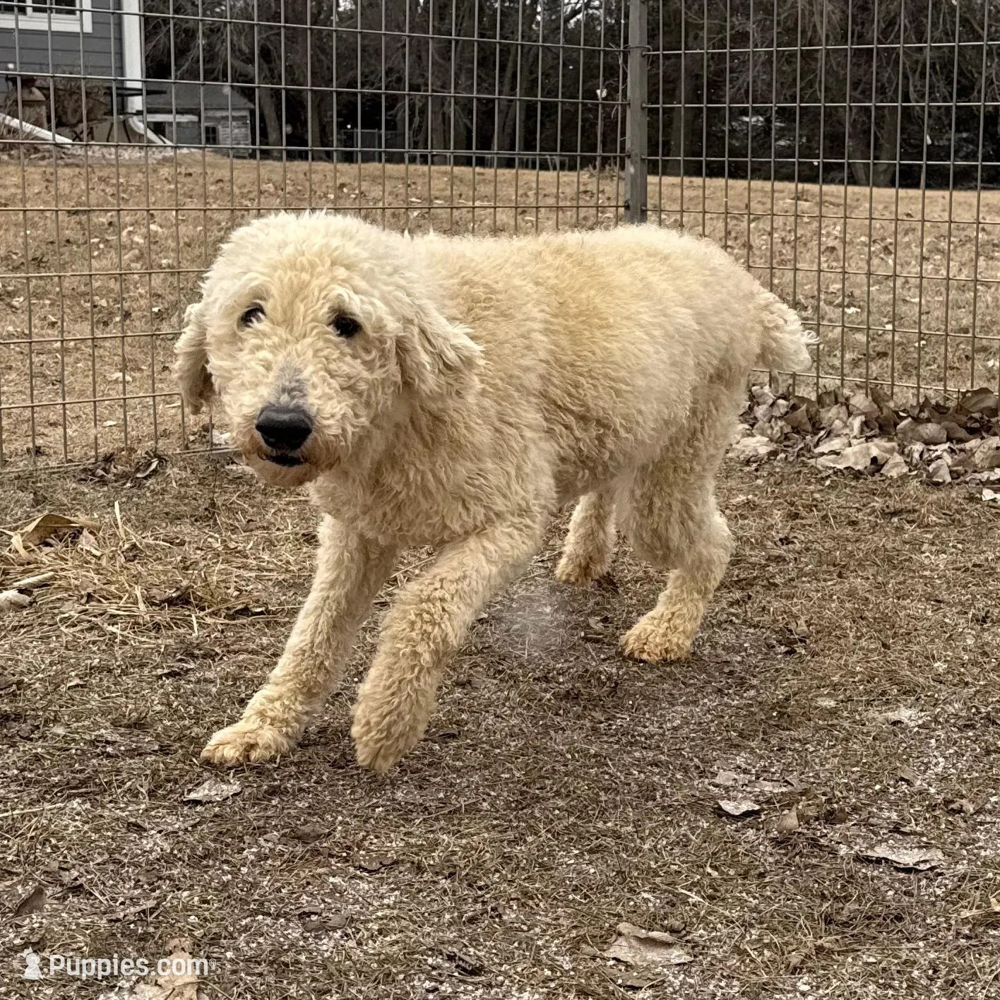 Jasper, a female Goldendoodle for sale in Sibley, IA – Photo 1 of 4