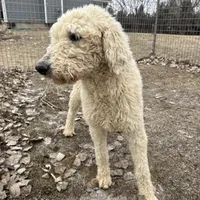 Jasper, a female Goldendoodle for sale in Sibley, IA – Photo 2 of 4