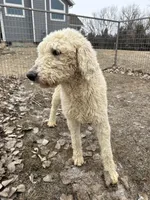 Jasper, a female Goldendoodle for sale in Sibley, IA – Photo 2 of 4
