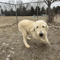 Jasper, a female Goldendoodle for sale in Sibley, IA – Photo 3 of 4