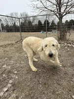 Jasper, a female Goldendoodle for sale in Sibley, IA – Photo 3 of 4