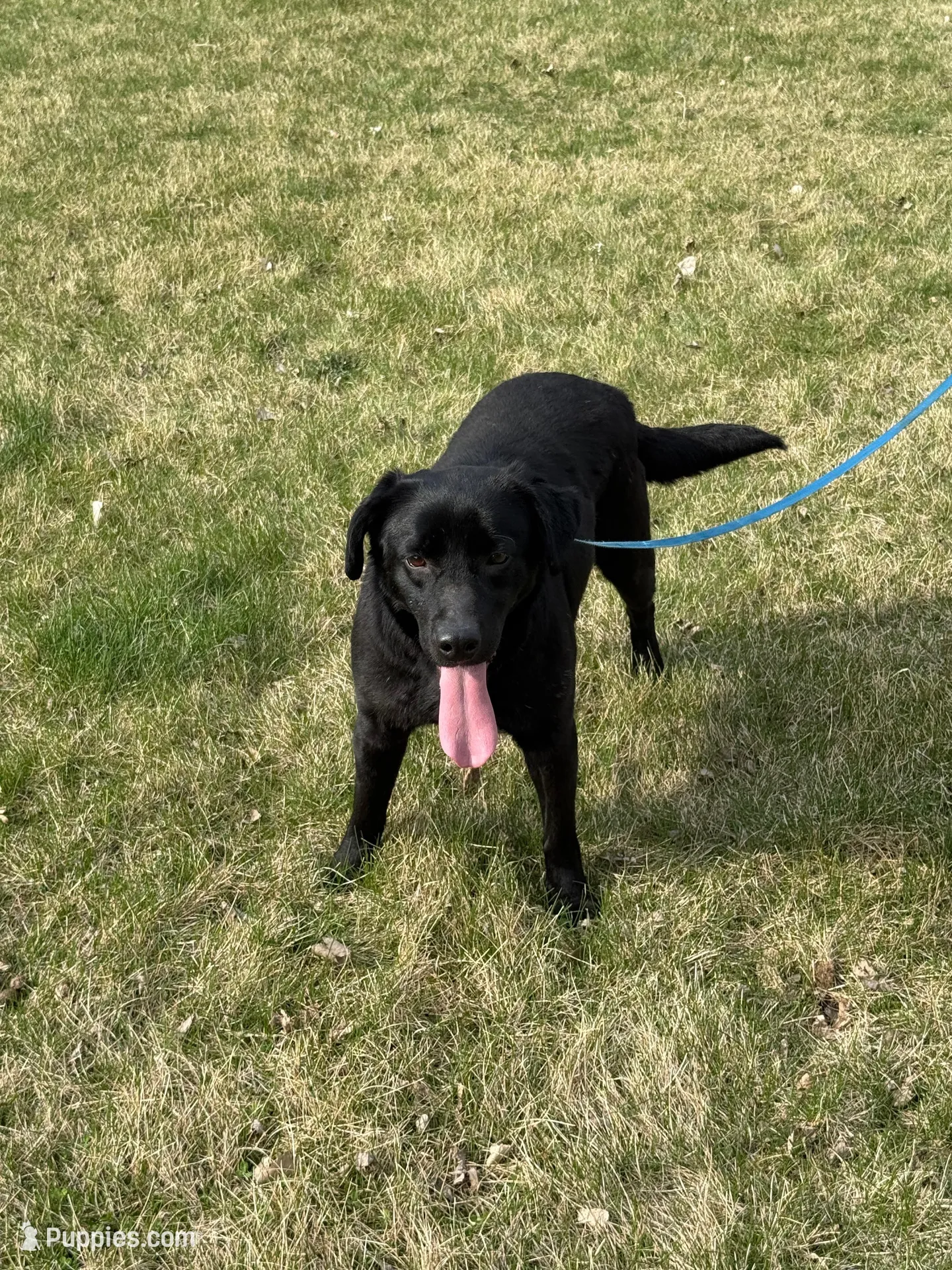 Lillie, a female Labrador Retriever for sale in Sibley, IA – Photo 4 of 4