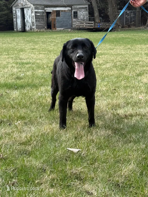 Lillie – Labrador Retriever puppy for sale in Sibley, IA