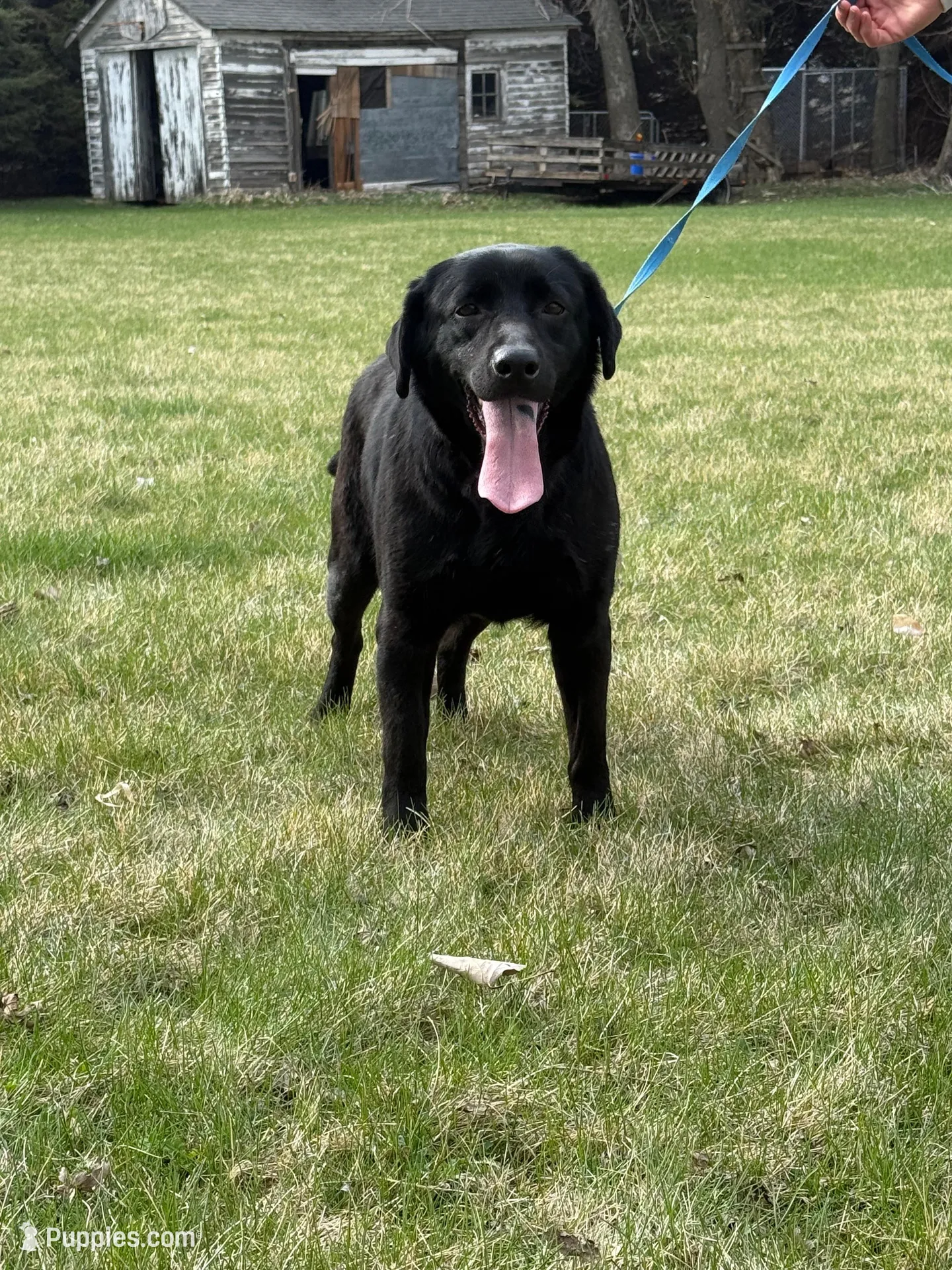 Lillie, a female Labrador Retriever for sale in Sibley, IA – Photo 1 of 4