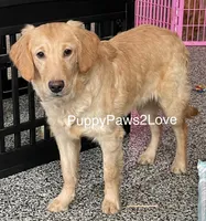 Gloria, a female Golden Retriever for sale in Sibley, IA – Photo 4 of 5