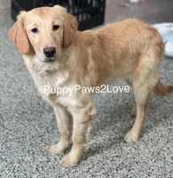 Gloria, a female Golden Retriever for sale in Sibley, IA – Photo 5 of 5