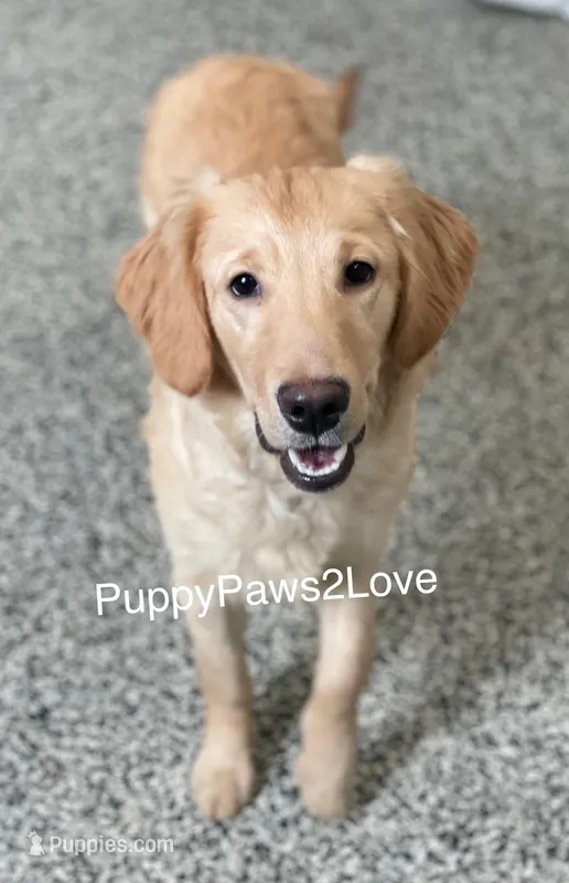 Gloria, a female Golden Retriever for sale in Sibley, IA – Photo 1 of 5
