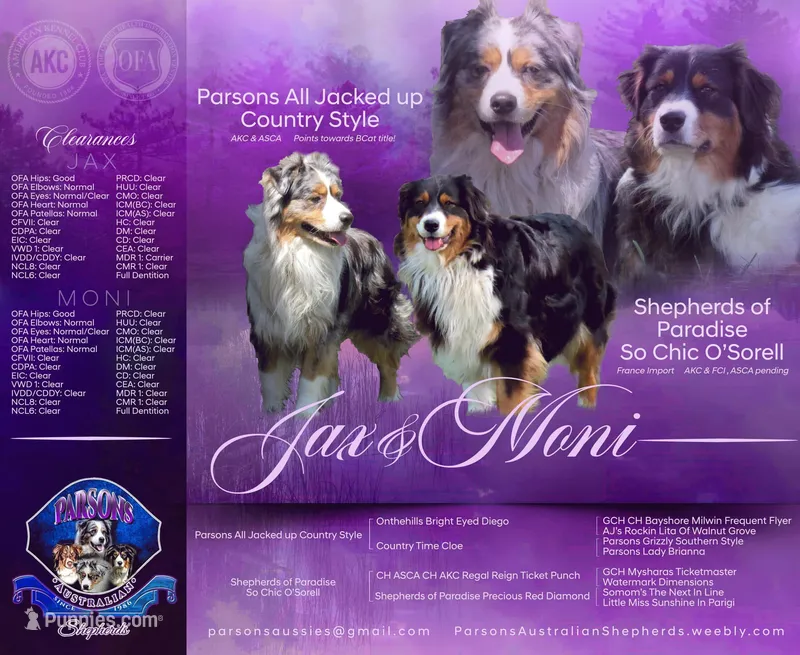 Australian shepherds AKC ASCA