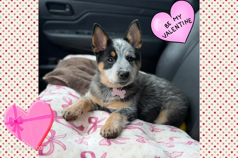 AKC female champion bloodline 