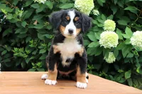 Ranita AKC, a female Bernese Mountain Dog for sale in Liberty, KY – 4 of 8