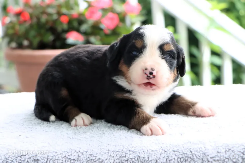 Ronda AKC – Bernese Mountain Dog puppy for sale in Liberty, KY