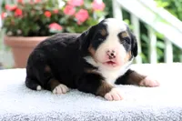Ronda AKC, a female Bernese Mountain Dog for sale in Liberty, KY – 1 of 5