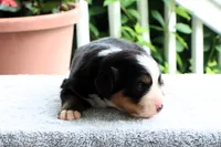 Reba AKC, a female Bernese Mountain Dog for sale in Liberty, KY – 2 of 5