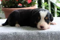 Kristen Akc, a female Bernese Mountain Dog for sale in Liberty, KY – 6 of 6