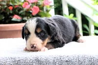 Ranita AKC, a female Bernese Mountain Dog for sale in Liberty, KY – 2 of 3