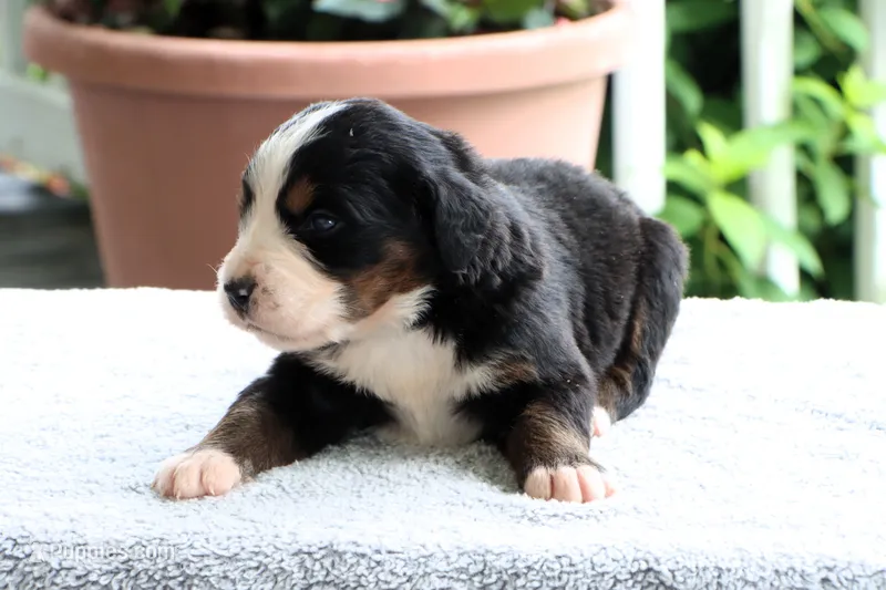 Kamila Akc – Bernese Mountain Dog puppy for sale in Liberty, KY