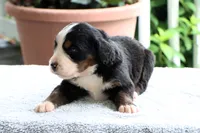 Kamila Akc, a female Bernese Mountain Dog for sale in Liberty, KY – 1 of 4