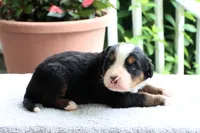 Rosali AKC, a female Bernese Mountain Dog for sale in Liberty, KY – 2 of 3