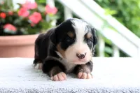 Roxy AKC, a female Bernese Mountain Dog for sale in Liberty, KY – 2 of 5