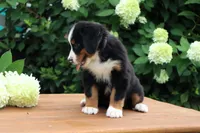 Kiara Akc, a female Bernese Mountain Dog for sale in Liberty, KY – 2 of 7