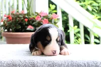 Rita AKC, a female Bernese Mountain Dog for sale in Liberty, KY – 6 of 6