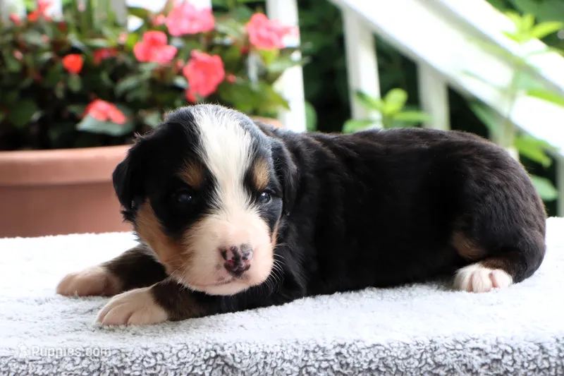 Ruthie AKC – Bernese Mountain Dog puppy for sale in Liberty, KY