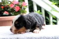 Ruthie AKC, a female Bernese Mountain Dog for sale in Liberty, KY – 4 of 4