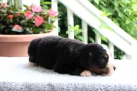 Kamila Akc, a female Bernese Mountain Dog for sale in Liberty, KY – 3 of 4