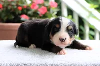 Roxy AKC, a female Bernese Mountain Dog for sale in Liberty, KY – 3 of 5