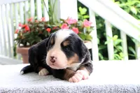 Rita AKC, a female Bernese Mountain Dog for sale in Liberty, KY – 2 of 6