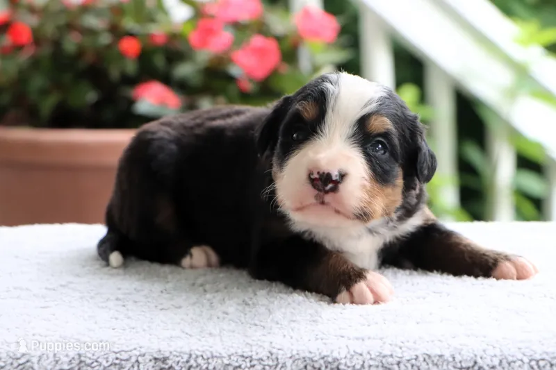 Roxy AKC – Bernese Mountain Dog puppy for sale in Liberty, KY