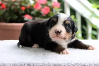 Roxy AKC, a female Bernese Mountain Dog for sale in Liberty, KY – 1 of 5