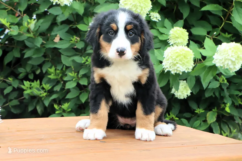 Ronda AKC – Bernese Mountain Dog puppy for sale in Liberty, KY